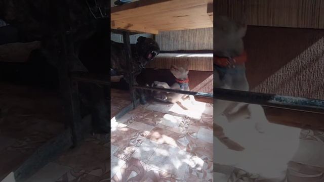 Активные игры питбуля 🐶