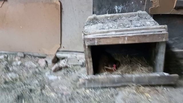Мой личный челлендж.От яйца до цыплёнка.День второй.