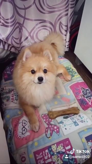 Шпиц красавчик!!!