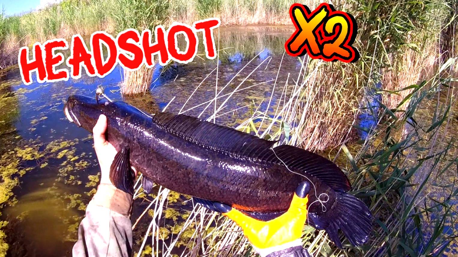 Рыбалка с Рогаткой на Змееголова — Чёткий Headshot x2!#рекомендации#рыбалка#рыбалканарогатку#top10