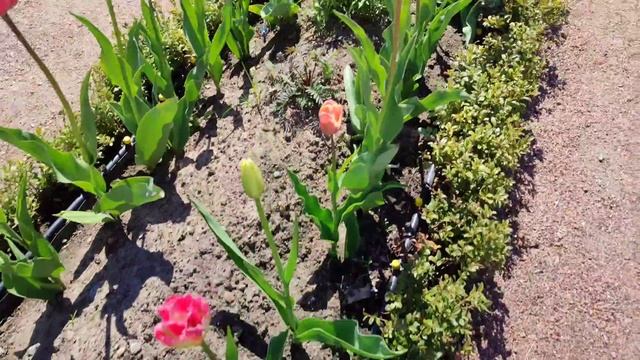 Верхний сад Петергофа 19.05.25.