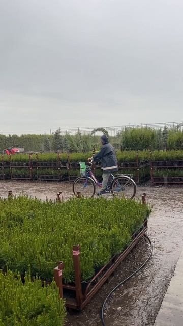 ЁЛЫ-ПАЛЫ, доброе утро понедельника!