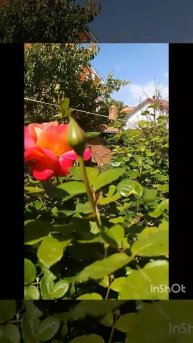 Роза дабл Вайт