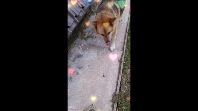 1000024060.mp4 (Собака копает землю под грядки и сажает лук у дома А-фрейм)