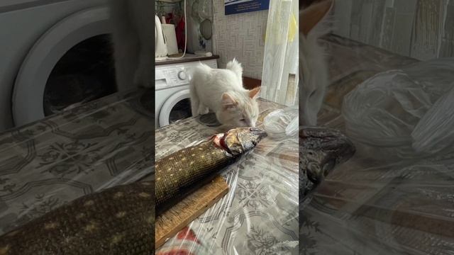 Косоглазик, красавчик с приветом из дома.