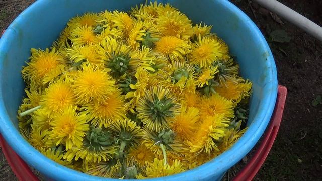 Набрала цветов одуванчиков     ПОДПИШИСЬ