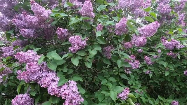 Северное Измайлово