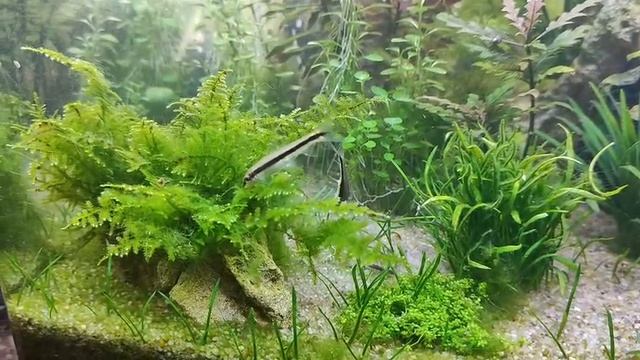 Водорослееды за работой