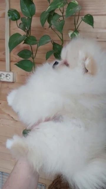 щенок шпица