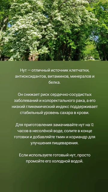 Почему нут так крут? 🤗🧆🟡