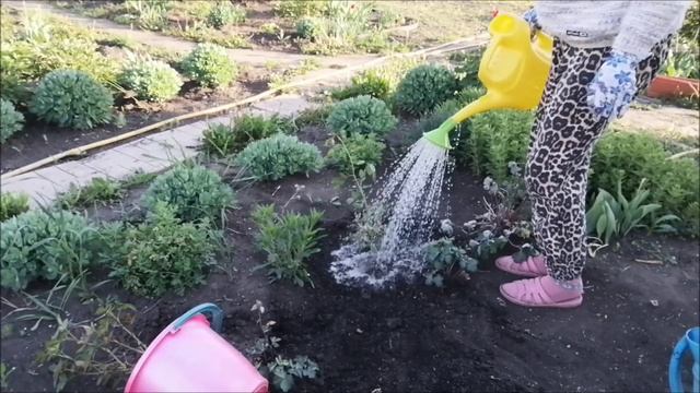 Сажаю розы. 16.05.2025