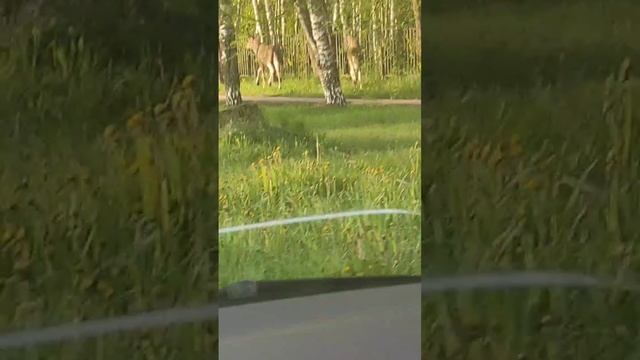 Лоси в п. Октябрьском
