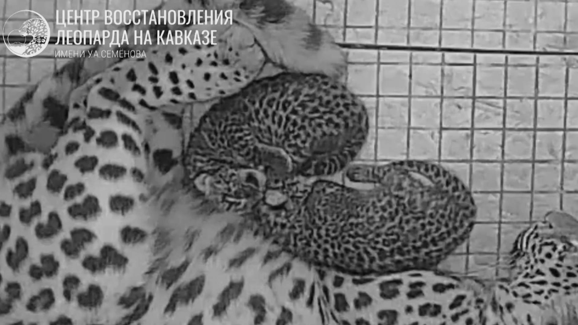 В сочинском Центре восстановления леопарда родились два котенка