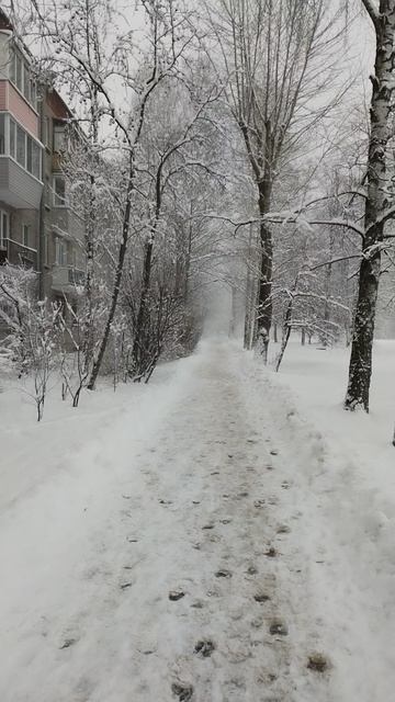 Снежный день. 15 декабря 2024.