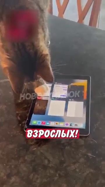 Новостничок (262)