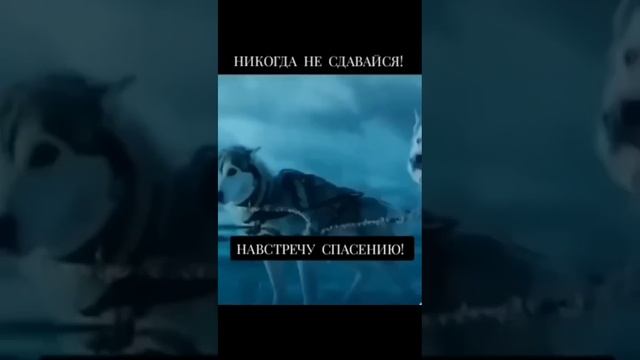 Никогда не сдавайся!