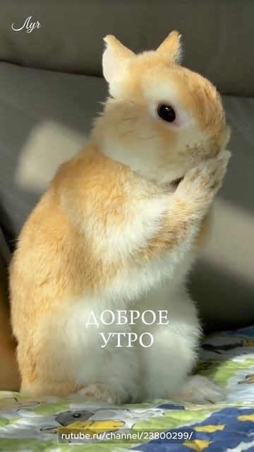 Доброе утро #доброеутро #сдобрымутром