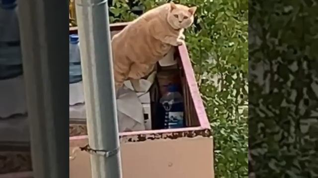 Сожрал хозяев и вышел на балкон присмотреть соседей😂😅🤣