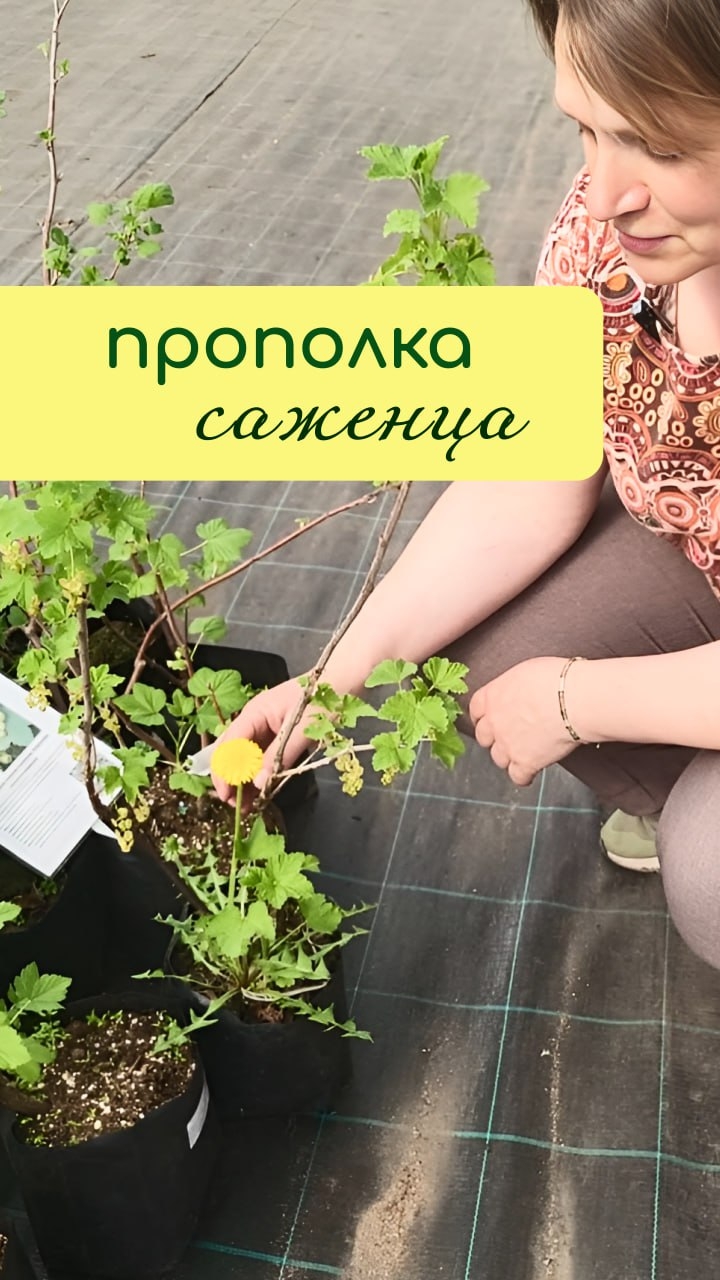 Прополка САЖЕНЦЕВ из ПИТОМНИКА