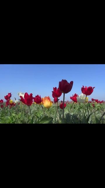Тюльпановая степь