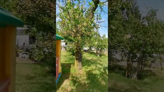 Кормлю деревья и кусты лощадиным испугом. 😂