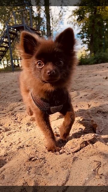 #втренде #pomeranian #потрендам #cute #животныешляйх #puppy #клубпатриот #chihuahua