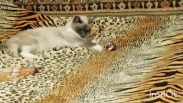 172)-21,01,24г.-19.05.25.архив.Моя деревенская жизнь.Кошка Алиса 😺играла весь вечер.