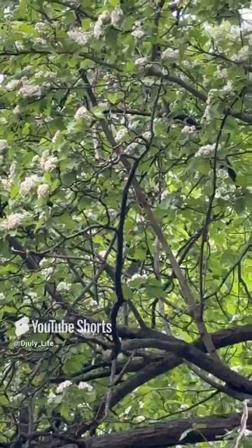 Еще наступило прекрасное утро, утро после дождя, свежесть нового дня, nice day for all ☕️ 🥐 😉✊👋