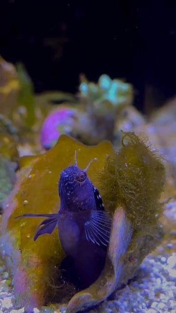 Salarias ramosus ✨