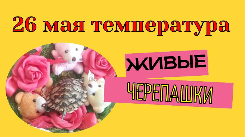 26 мая температура