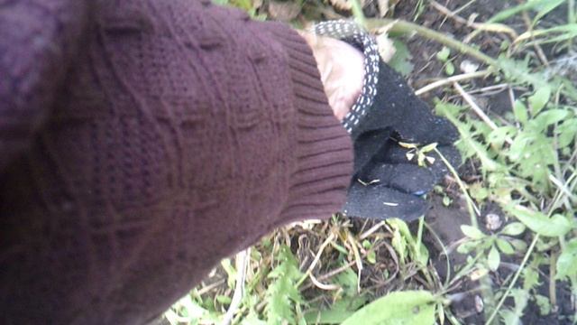 Прополка с обзором сорняков