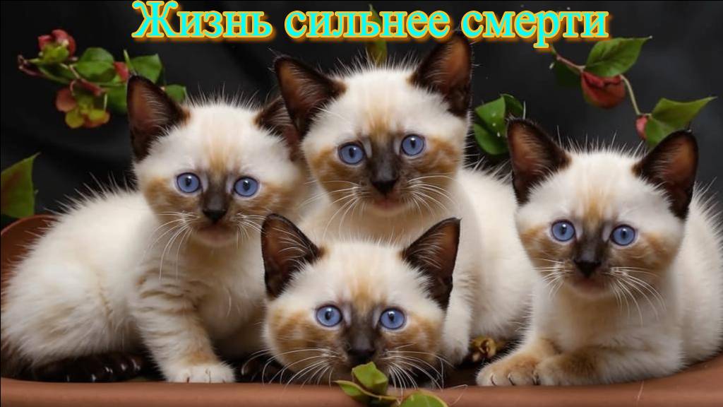 Жизнь сильнее смерти!