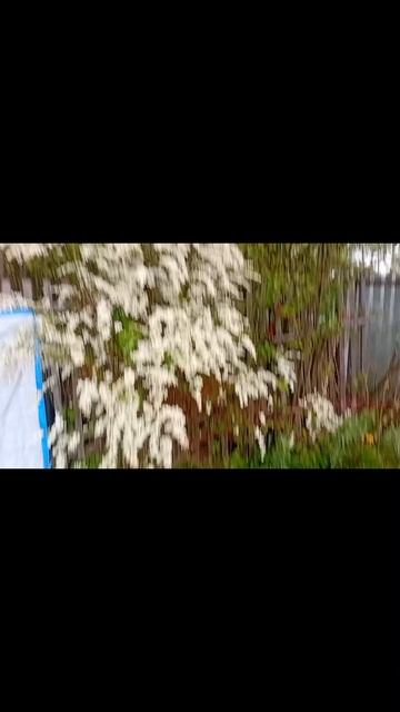 #СПИРЕЯ цветёт. КАЛУГА МАЙ 2025