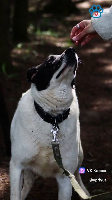 Приют Солнцево