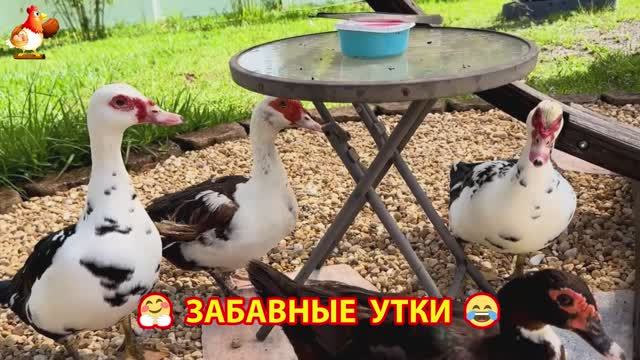 Забавные утки мускусные и пекинские на свободном выгуле ч.(23) ❣️🤗😂