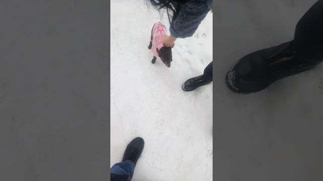 бешеный пёс в сапогах