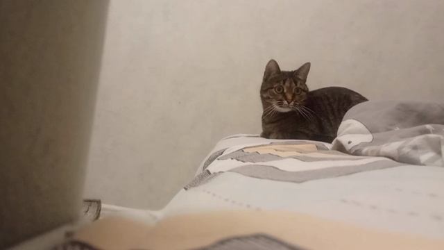 на фоне моя кошка. зайдите в видео