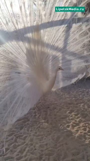 белый павлин в зоопарке Липецкк.mp4