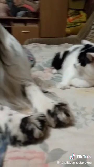 Как кошка с собакой... Это про них...)))