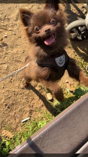 #втренде #pomeranian #потрендам #cute #животныешляйх #puppy #клубпатриот #chihuahua