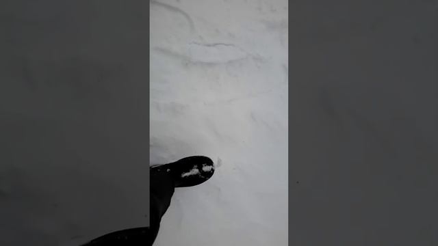 Тест снегоступов