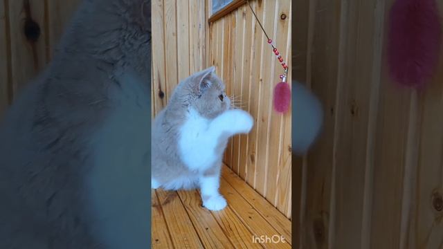 КОТОФЕЙ 🥰