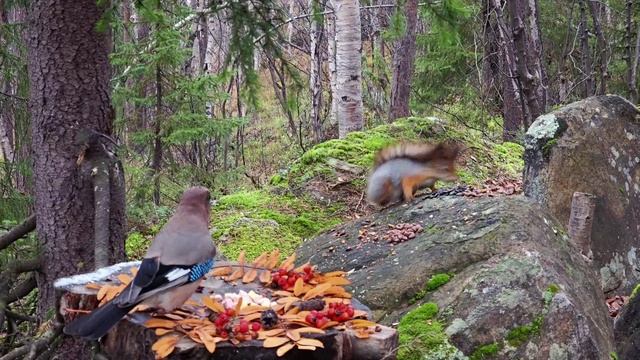Сойка разогнала  по разным углам обедающих белочек!😉