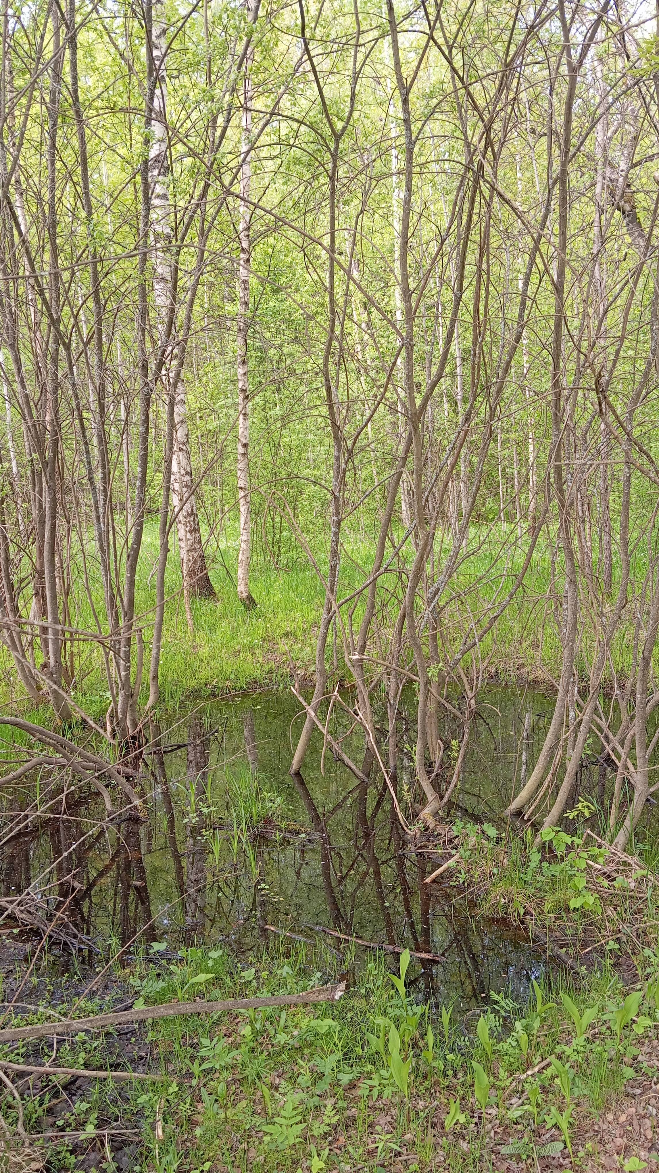 Качели весны.25