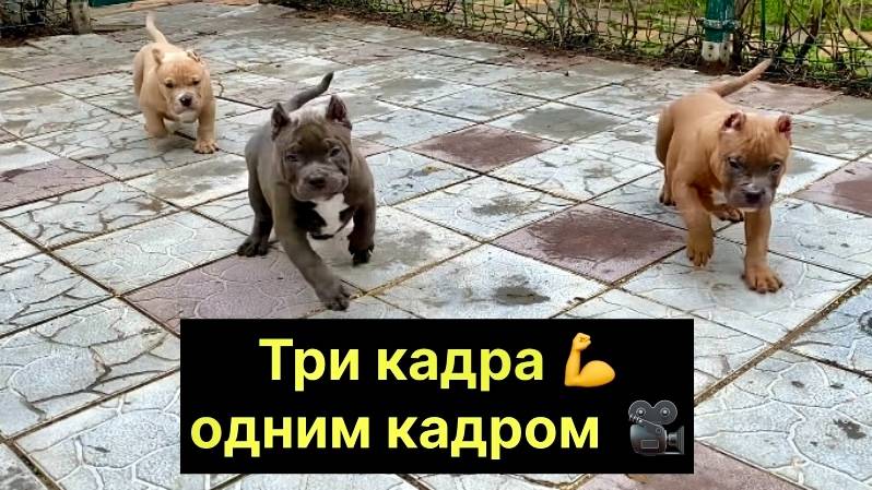 Выходят на арену силачи (пока в детстве😂).