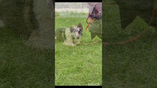 Собака из приюта ищет дом