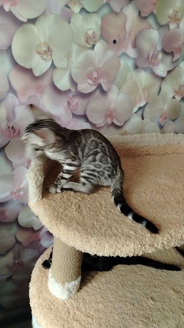 Котенок играет с игрушкой