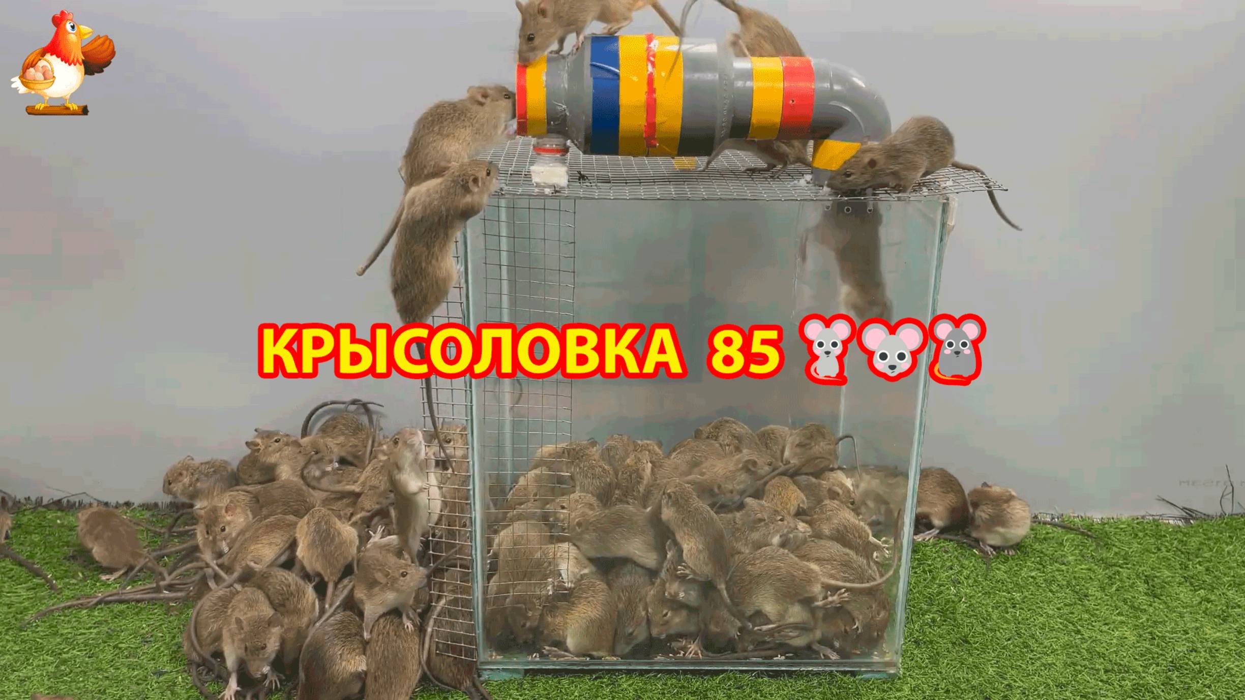 Крысоловка вариант (85) 🐀 Как сделать крысоловку своими руками и поймать кучу крыс 🐀🐁🐀