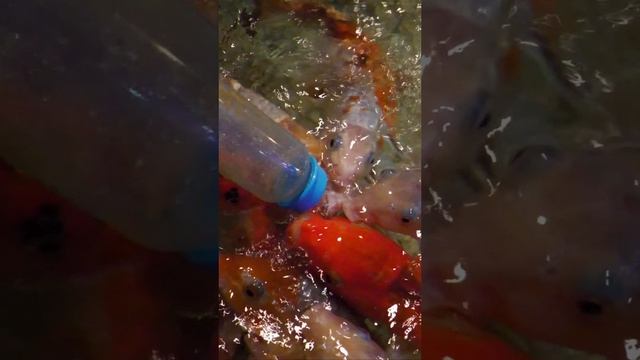 Рыба сосёт соску