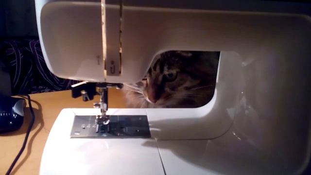 Любопытный кот))